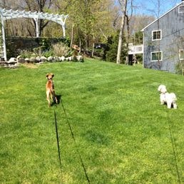 5 Star Pet Service dog care photo 5