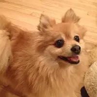 5 Star Pet Service dog care photo 8